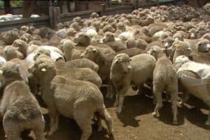 Australian wool producers