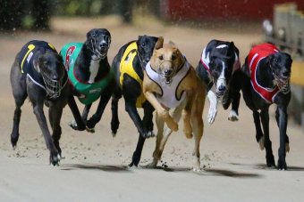 greyhound greyhounds criticised deaths prede addestratori macau piden maldonado ediles carreras blancos prohibir sees tipping decessi 24th usano scoperti allenare